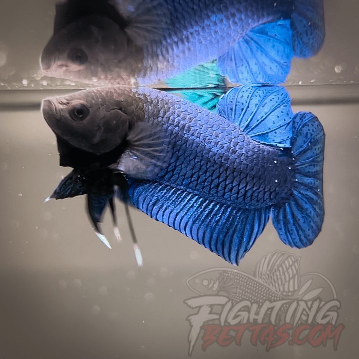 Hades Series Fighter HS6#18 Imported Thai Bloodline Betta Plakat