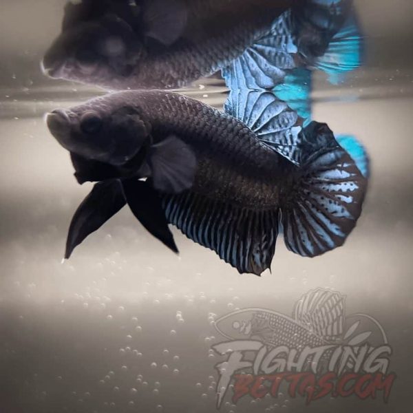 Ho Tinh VM#3 Vietnam Bloodline Imported Betta Plakat