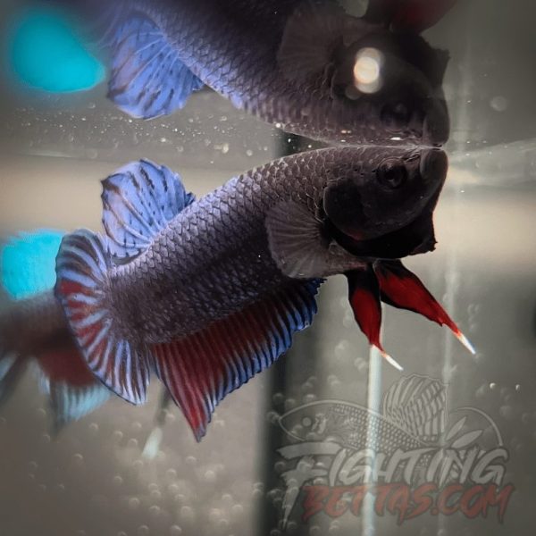 Medan Super ”MDS” 5#3 Imported Indonesia Bloodline Betta Plakat