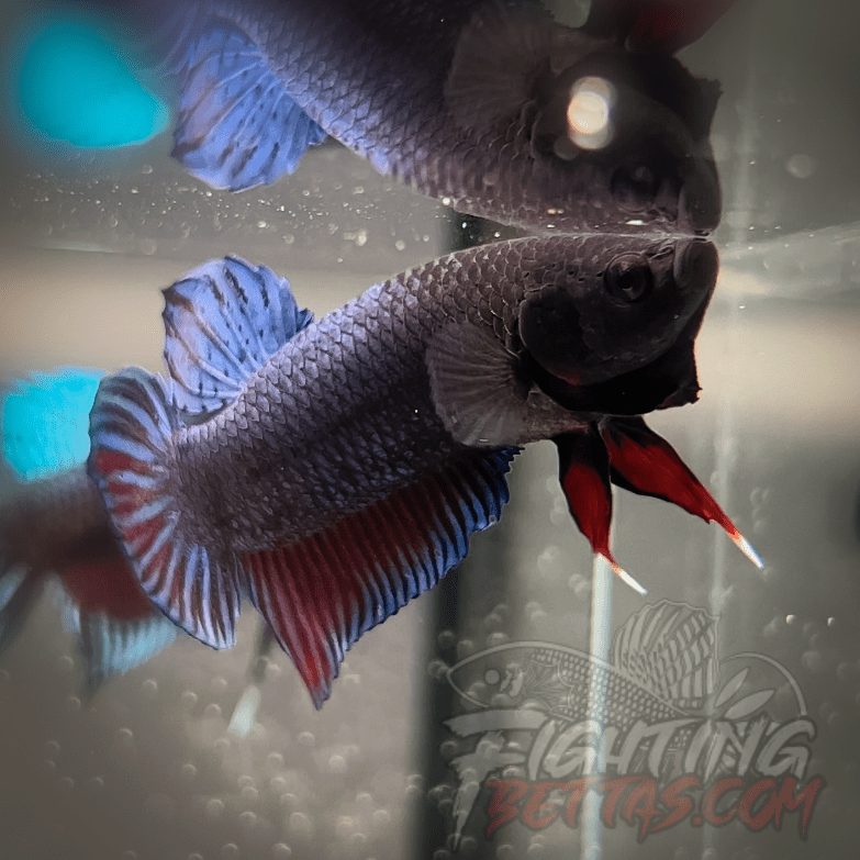 Medan Super ”MDS” 5#3 Imported Indonesia Bloodline Betta Plakat