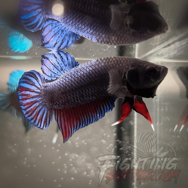 Medan Super ”MDS” 5#3 Imported Indonesia Bloodline Betta Plakat
