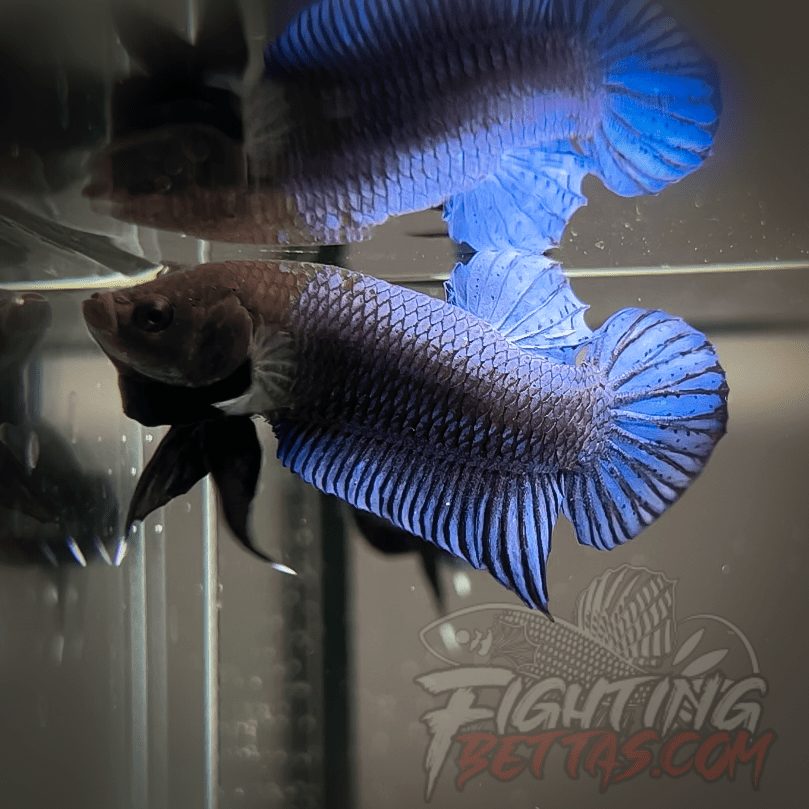 Hades Series Fighter HS6#23 Imported Thai Bloodline Betta Plakat