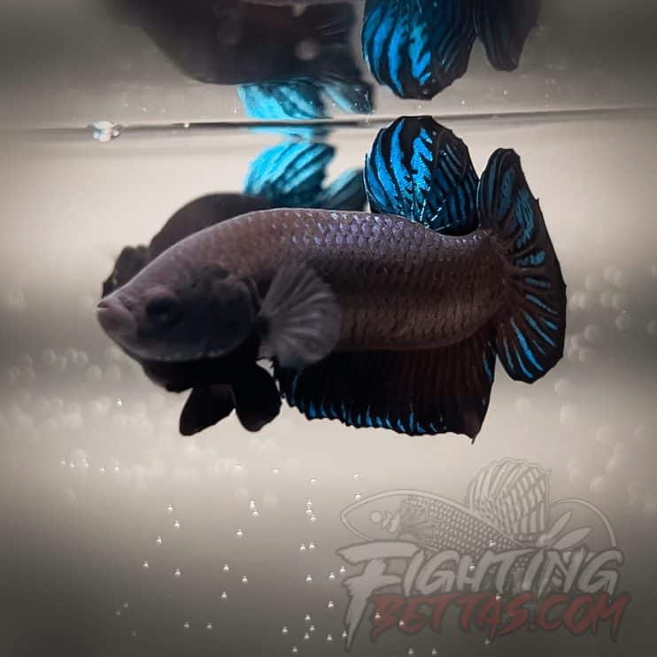 Ho Tinh VM#6 Vietnam Bloodline Imported Betta Plakat