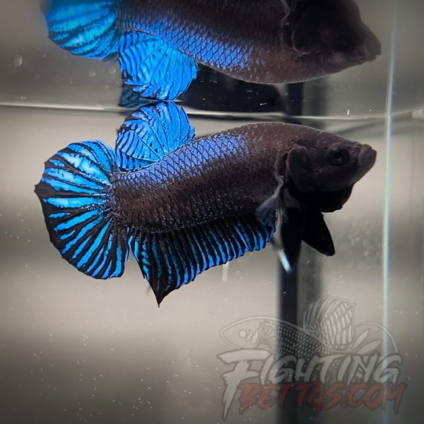 Ho Tinh VM#1 Vietnam Bloodline Imported Betta Plakat