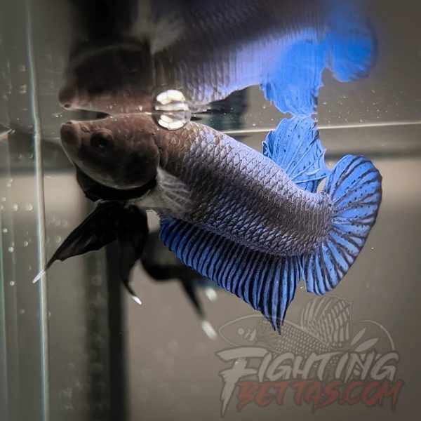 Hades Series Fighter HS6#23 Imported Thai Bloodline Betta Plakat