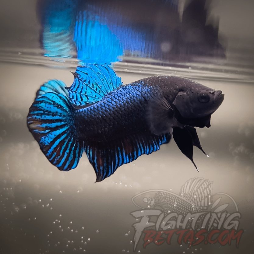Ho Tinh VM#5 Vietnam Bloodline Imported Betta Plakat