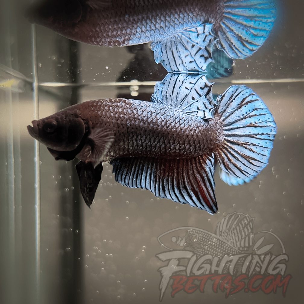 Vietnam - Cambodia VC#5 Bloodline First Generation Imported Betta Plakat