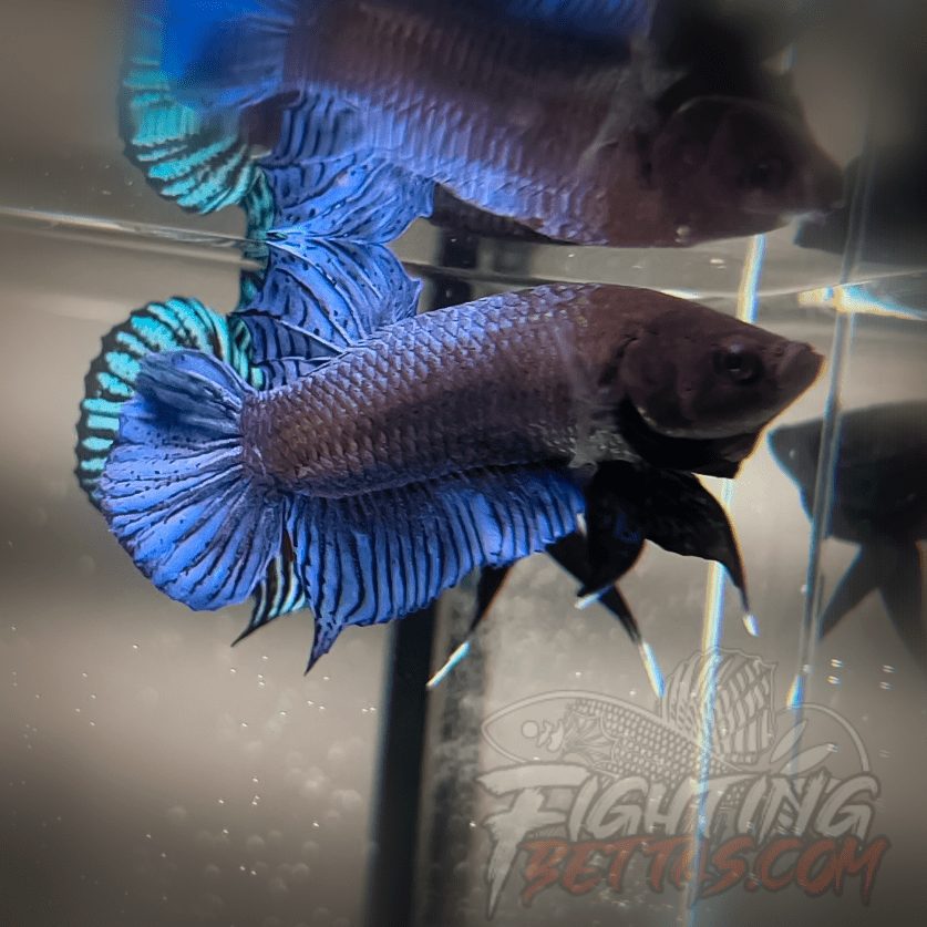 Ho Tinh VM#2 Vietnam Bloodline Imported Betta Plakat