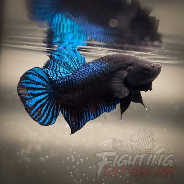 Ho Tinh VM#5 Vietnam Bloodline Imported Betta Plakat