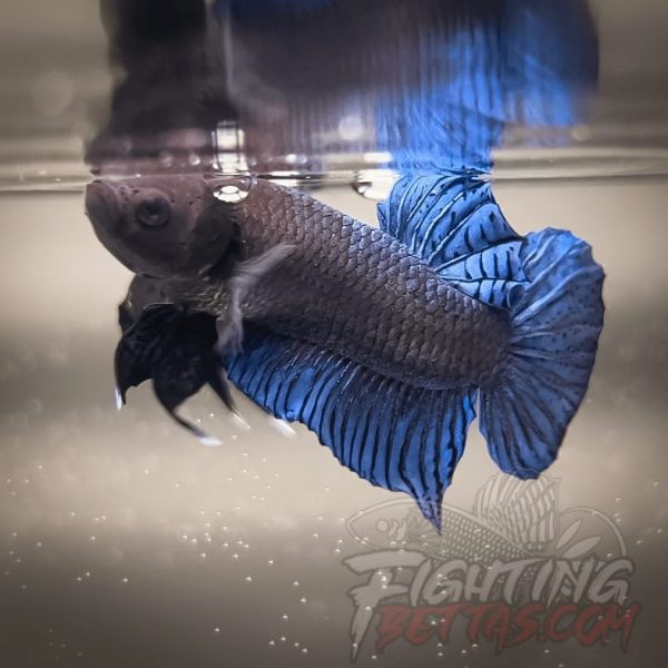 Ho Tinh VM#2 Vietnam Bloodline Imported Betta Plakat