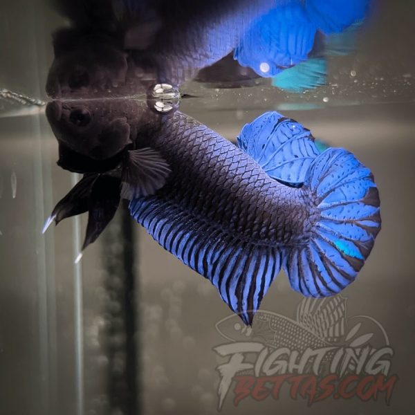 Hades Series Fighter HS6#25 Imported Thai Bloodline Betta Plakat