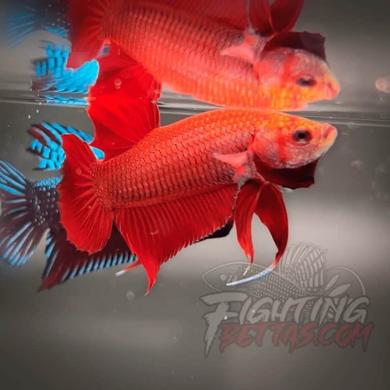 Fire Bagan API BA2#8 Imported Indo Bloodline Betta Plakat