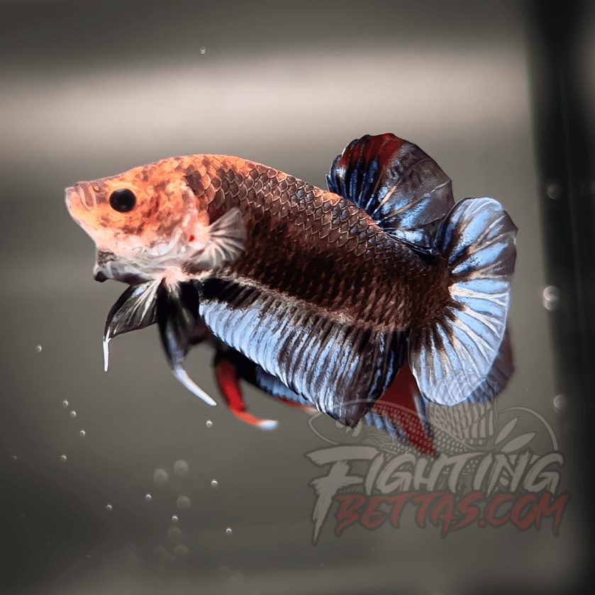 Sakai “GHOST” Fighter SG10#13 Thai Bloodline Betta Plakat