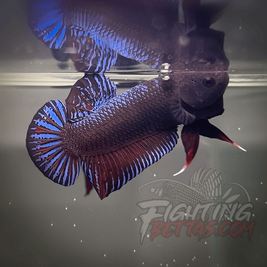 Spartan Series Ultimate Fighter SP1#14 Thai Bloodline Betta Plakat