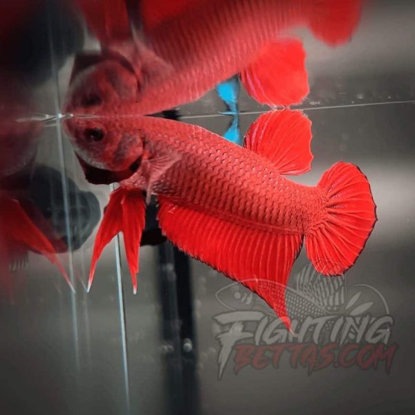Fire Bagan API BA2#9 Imported Indo Bloodline Betta Plakat