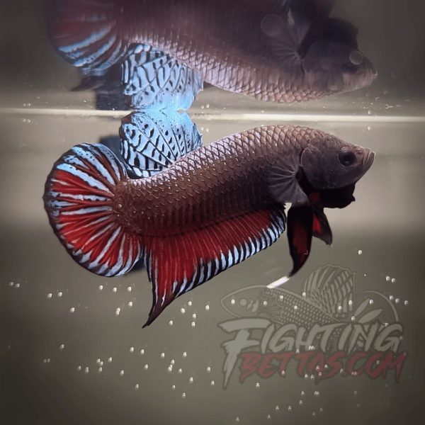 Spartan Series Ultimate Fighter SP1#15 Thai Bloodline Betta Plakat