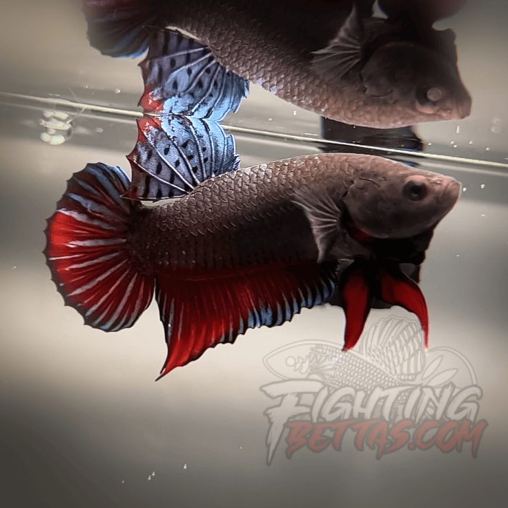 Sakai Top Fighter D226#1 Imported Thai Bloodline Betta Plakat