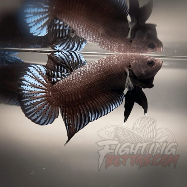 Phantom Series PH#11 Imported Thai Bloodline Betta Plakat