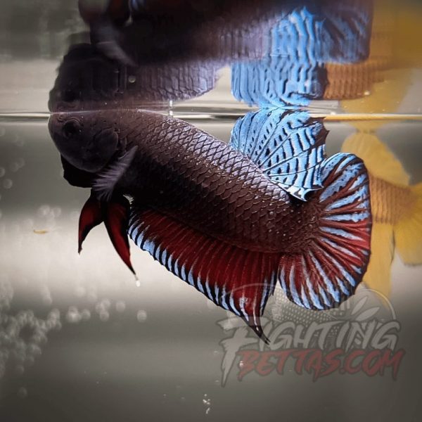 Spartan Series Ultimate Fighter SP1#8 Thai Bloodline Betta Plakat