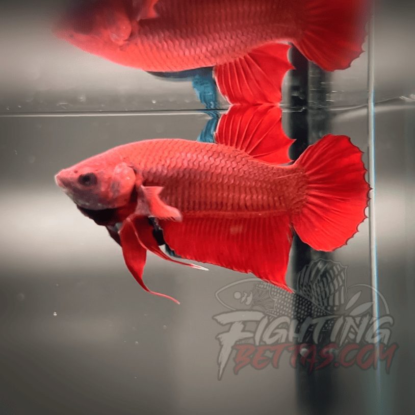 Fire Bagan API BA2#7 Imported Indo Bloodline Betta Plakat