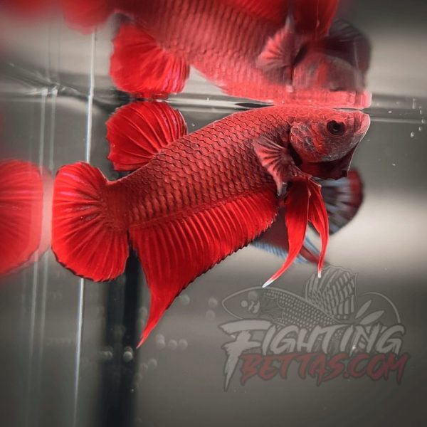 Fire Bagan API BA2#9 Imported Indo Bloodline Betta Plakat