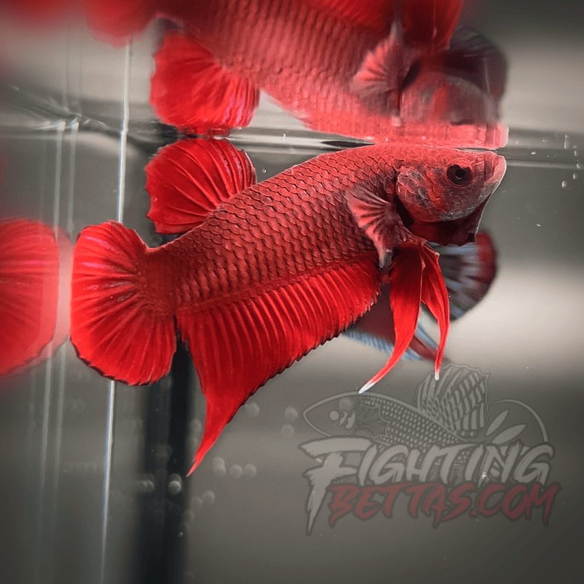 Fire Bagan API BA2#9 Imported Indo Bloodline Betta Plakat