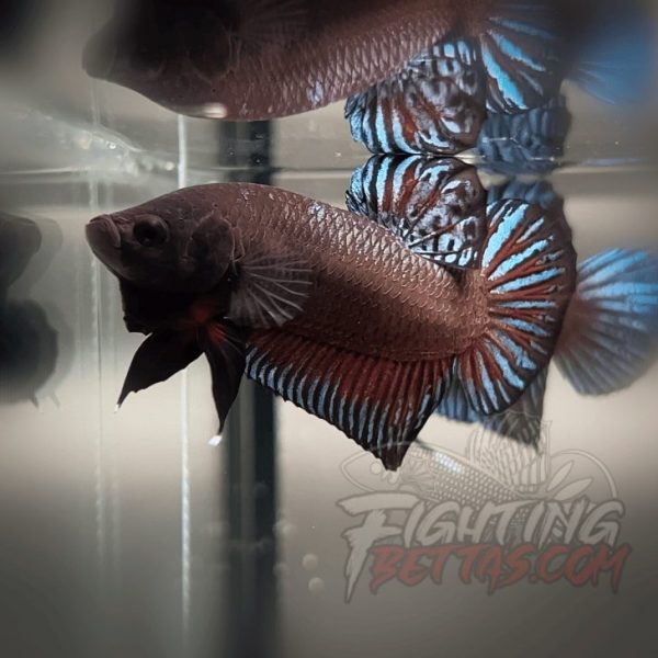 Sakai Top Fighter D226#3 Imported Thai Bloodline Betta Plakat