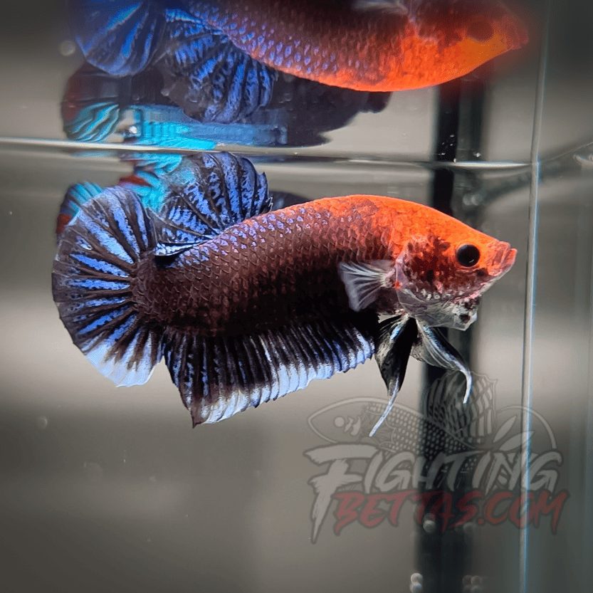Sakai “GHOST” Fighter SG10#15 Thai Bloodline Betta Plakat