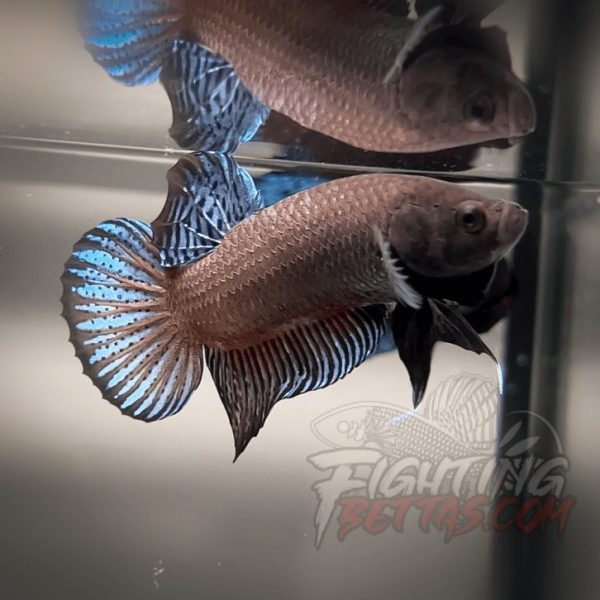 Sakai Top Fighter D226#5 Imported Thai Bloodline Betta Plakat