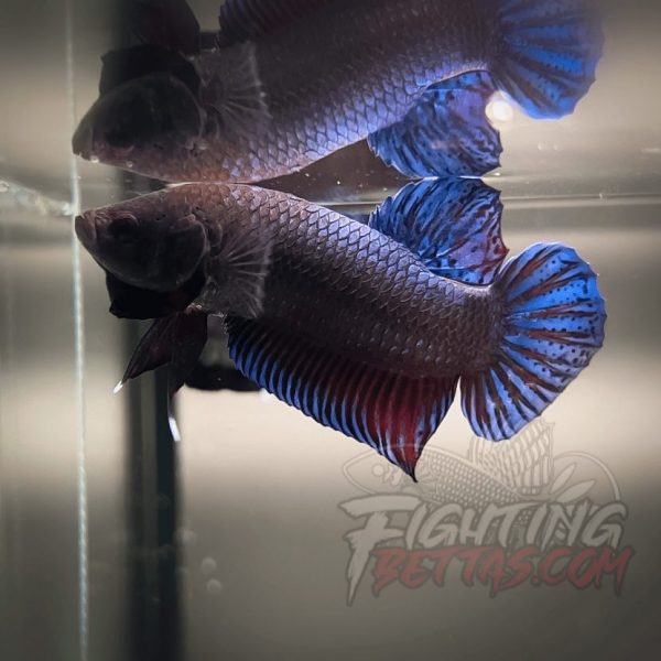 Sakai Top Fighter D226#6 Imported Thai Bloodline Betta Plakat