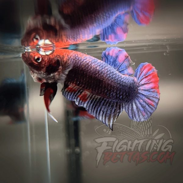Sakai “GHOST” Fighter SG10#17 Thai Bloodline Betta Plakat