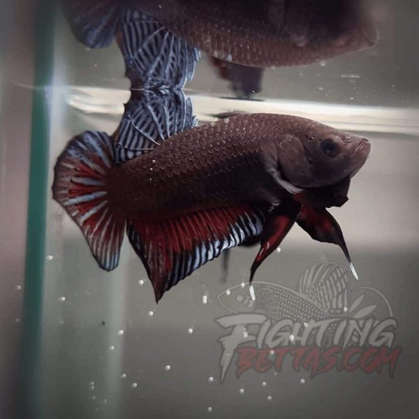 Sakai Top Fighter D226#8 Imported Thai Bloodline Betta Plakat