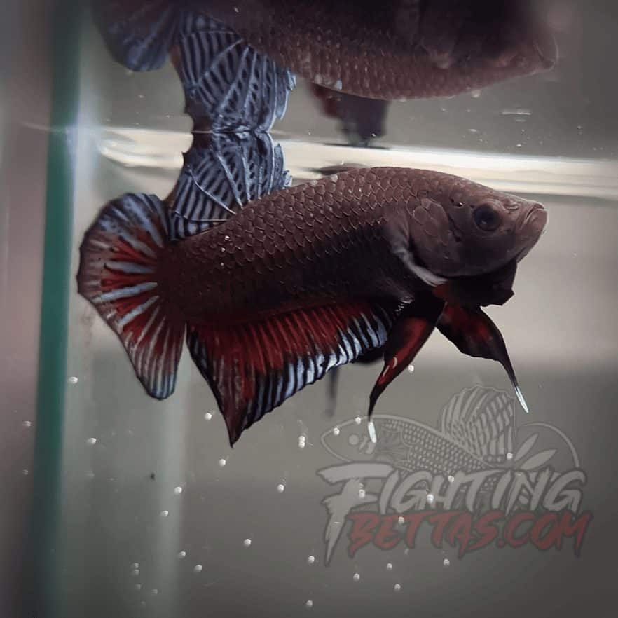 Sakai Top Fighter D226#8 Imported Thai Bloodline Betta Plakat