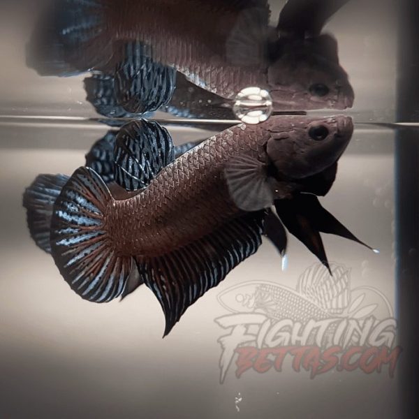 Sakai Top Fighter D226#4 Imported Thai Bloodline Betta Plakat