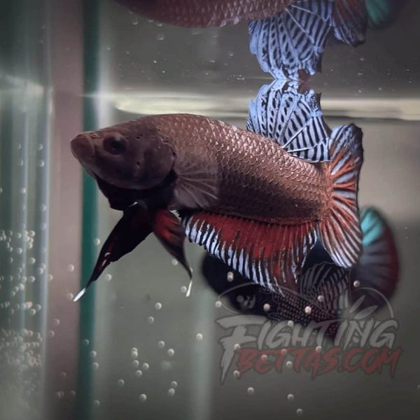 Sakai Top Fighter D226#8 Imported Thai Bloodline Betta Plakat