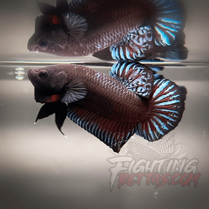 Sakai Top Fighter D226#3 Imported Thai Bloodline Betta Plakat