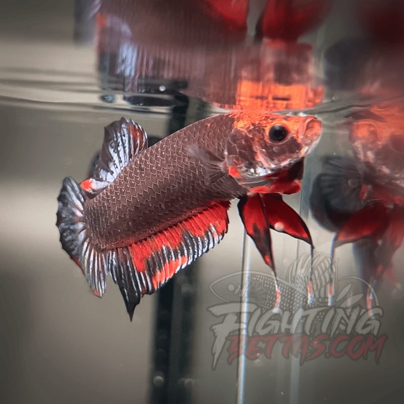 Sakai “GHOST” Fighter SG10#14 Thai Bloodline Betta Plakat
