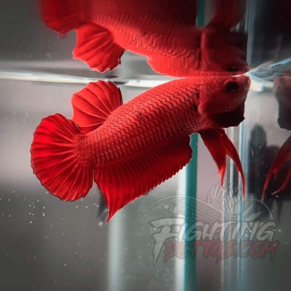 Fire Bagan API BA2#11 Imported Indo Bloodline Betta Plakat