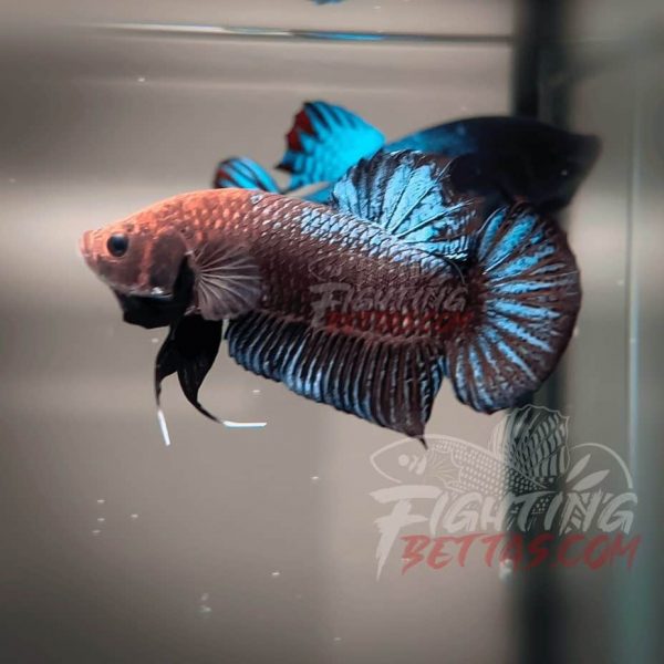 Sakai “GHOST” Fighter SG10#12 Thai Bloodline Betta Plakat