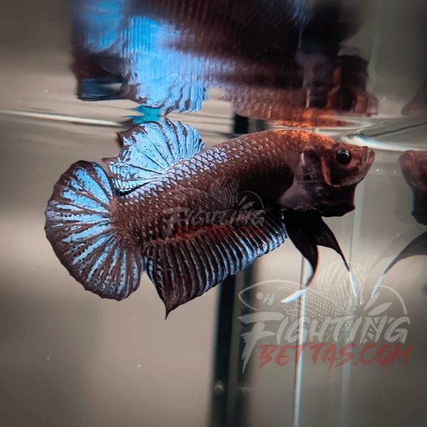 Sakai “GHOST” Fighter SG10#12 Thai Bloodline Betta Plakat