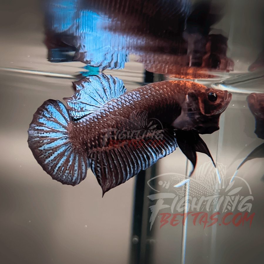 Sakai “GHOST” Fighter SG10#12 Thai Bloodline Betta Plakat