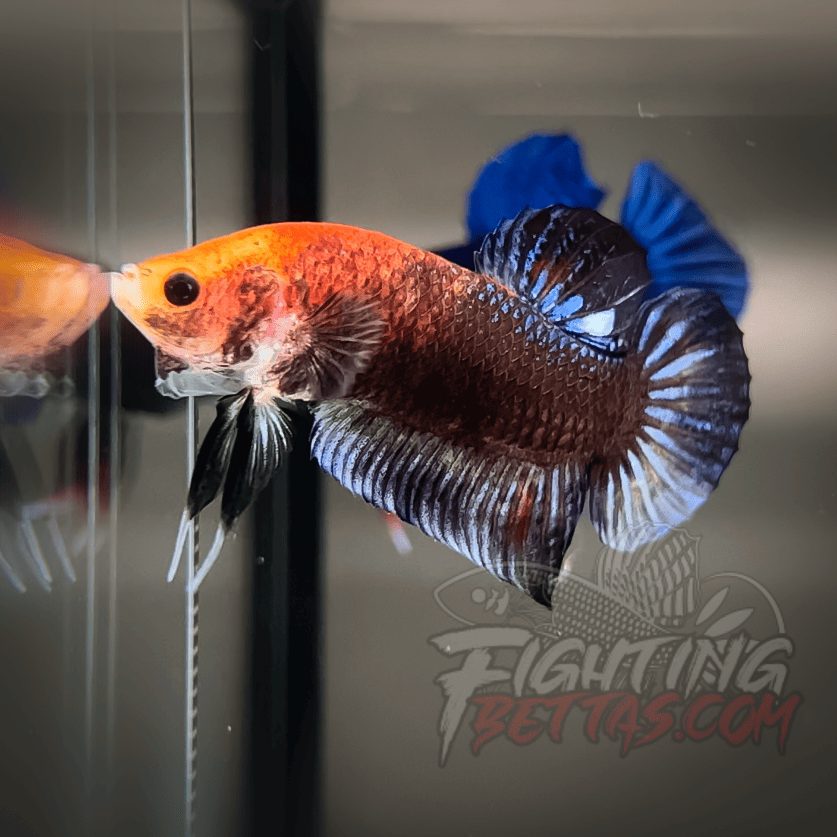 Sakai “GHOST” Fighter SG10#19 Thai Bloodline Betta Plakat