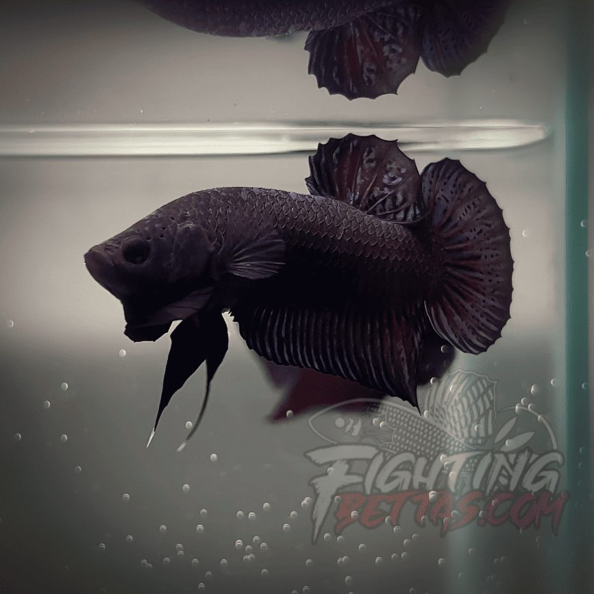 Sakai Top Fighter D226#7 Imported Thai Bloodline Betta Plakat
