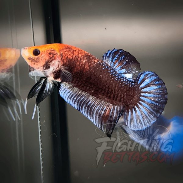 Sakai “GHOST” Fighter SG10#19 Thai Bloodline Betta Plakat