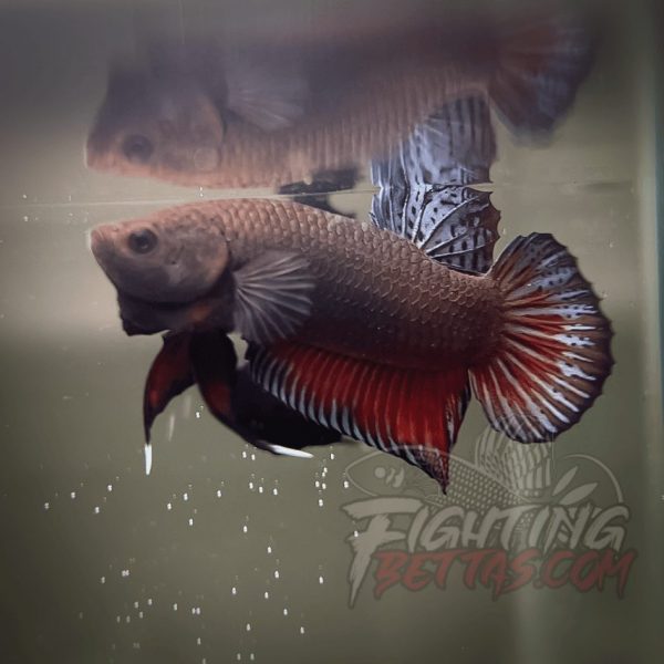 Spartan Series Ultimate Fighter SP1#16 Thai Bloodline Betta Plakat