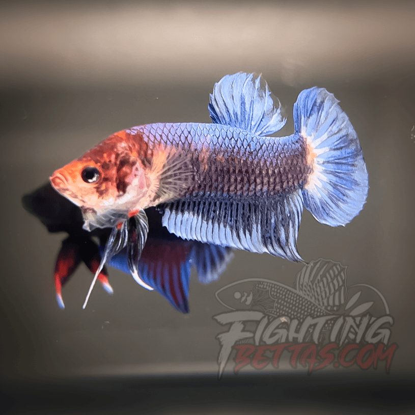Sakai “GHOST” Fighter SG10#18 Thai Bloodline Betta Plakat