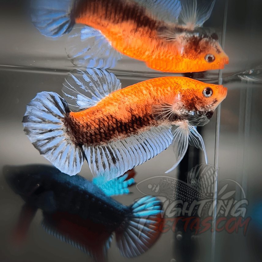 Sakai “GHOST” Fighter SG10#16 Thai Bloodline Betta Plakat