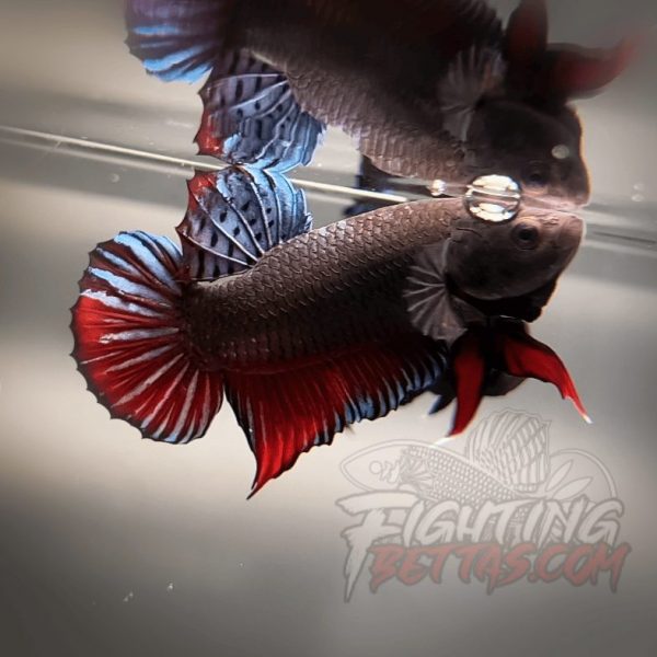 Sakai Top Fighter D226#1 Imported Thai Bloodline Betta Plakat