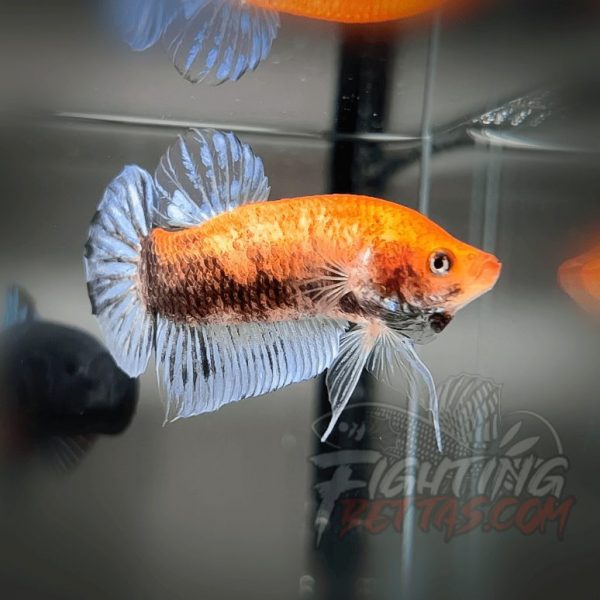 Sakai “GHOST” Fighter SG10#16 Thai Bloodline Betta Plakat