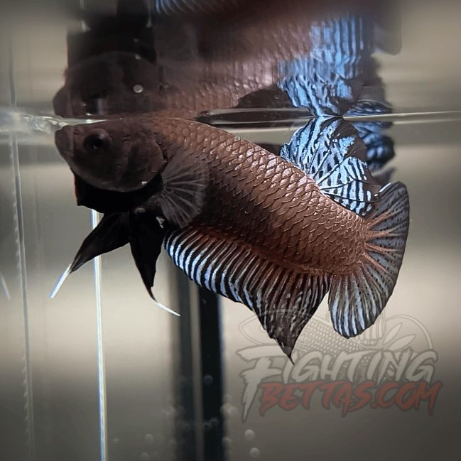 Sakai Top Fighter D226#5 Imported Thai Bloodline Betta Plakat
